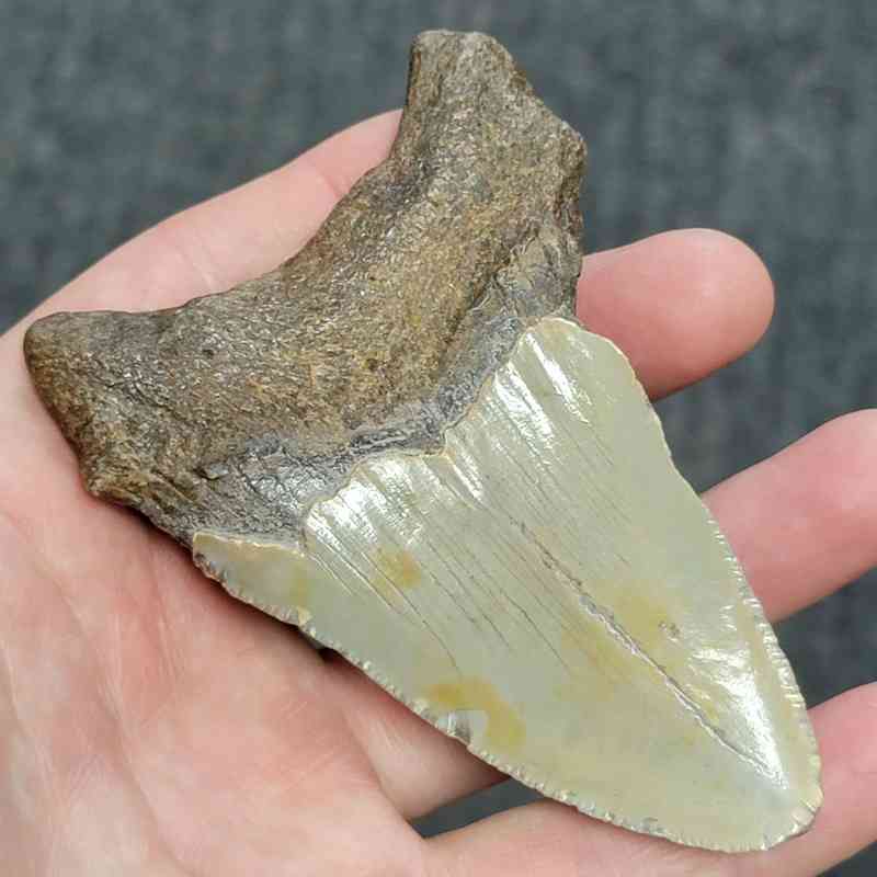 Bargain 90% Complete Megalodon Shark Tooth - STBAR90-38 - Image 3
