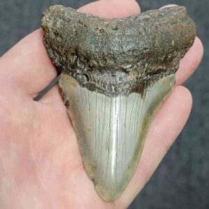 Bargain 90% Complete Megalodon Shark Tooth - STBAR90-40