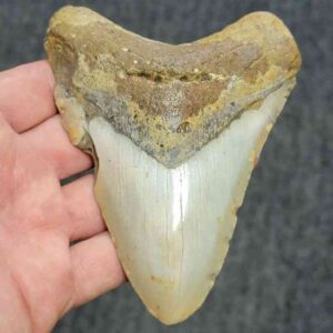 Bargain 90% Complete Megalodon Shark Tooth - STBAR90-42