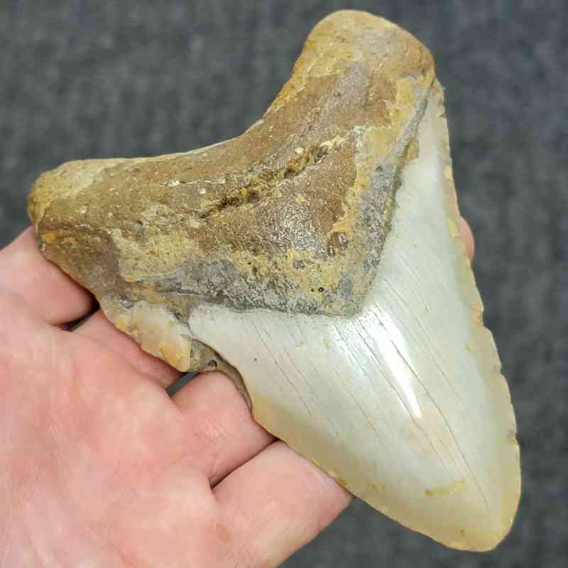 Bargain 90% Complete Megalodon Shark Tooth - STBAR90-42 - Image 2