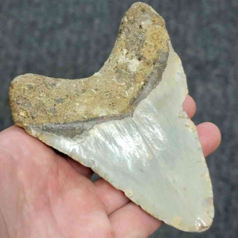 Bargain 90% Complete Megalodon Shark Tooth - STBAR90-42 - Image 3