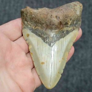 Bargain 90% Complete Megalodon Shark Tooth - STBAR90-43