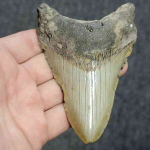 Bargain 90% Complete Megalodon Shark Tooth - STBAR90-46