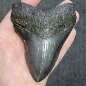 90% Complete Bargain Megalodon Shark Tooth