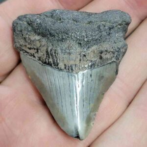 Bargain 90% Complete Megalodon Shark Tooth - STBAR90-5