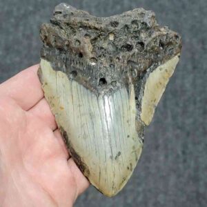 Bargain 90% Complete Megalodon Shark Tooth - STBAR90-50