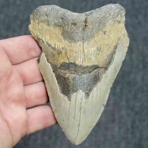 Bargain 90% Complete Megalodon Shark Tooth - STBAR90-52