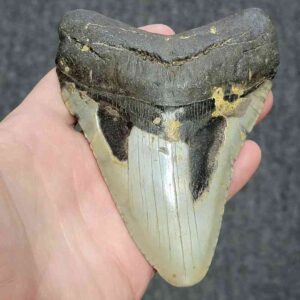 Bargain 90% Complete Megalodon Shark Tooth - STBAR90-53