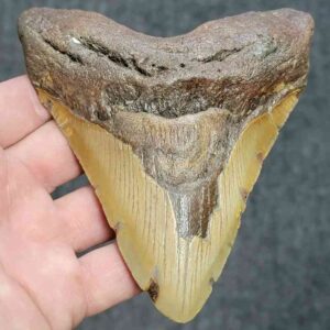 Bargain 90% Complete Megalodon Shark Tooth - STBAR90-57