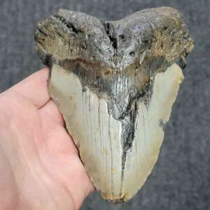 Bargain 90% Complete Megalodon Shark Tooth - STBAR90-58