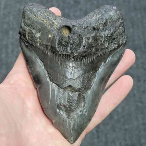 Bargain 90% Complete Megalodon Shark Tooth - STBAR90-59