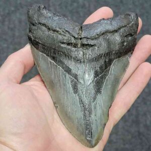 Bargain 90% Complete Megalodon Shark Tooth - STBAR90-60