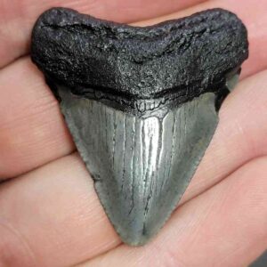 Megalodon Shark Tooth - STCOM1.5-13