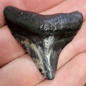 Megalodon Shark Tooth - STCOM1.5-18