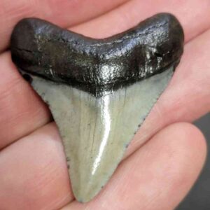Megalodon Shark Tooth - STCOM1.5-20