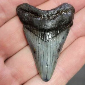 Megalodon Shark Tooth - STCOM1.5-23