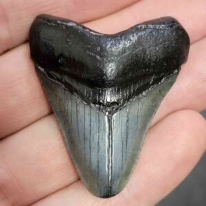 Megalodon Shark Tooth - STCOM1.5-24
