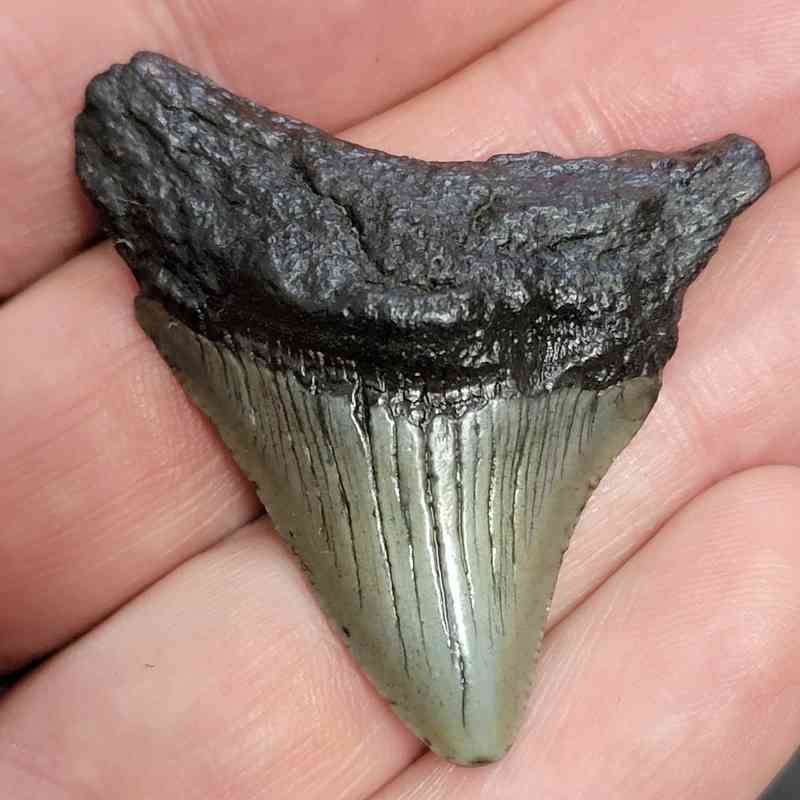 Megalodon Shark Tooth - STCOM1.5-67