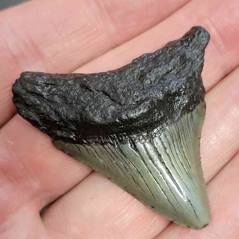 Megalodon Shark Tooth - STCOM1.5-67 - Image 2
