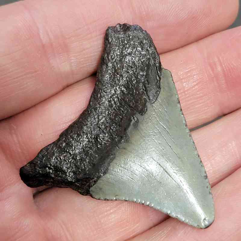 Megalodon Shark Tooth - STCOM1.5-67 - Image 3