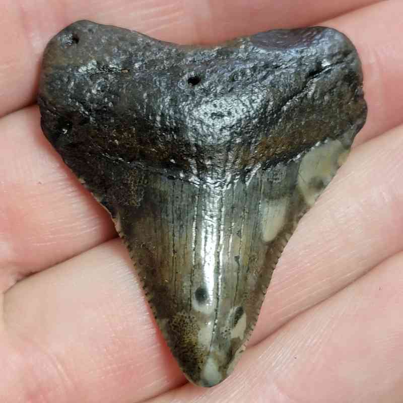 Megalodon Shark Tooth - STCOM1.5-69