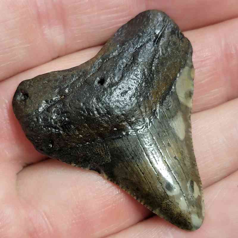 Megalodon Shark Tooth - STCOM1.5-69 - Image 2