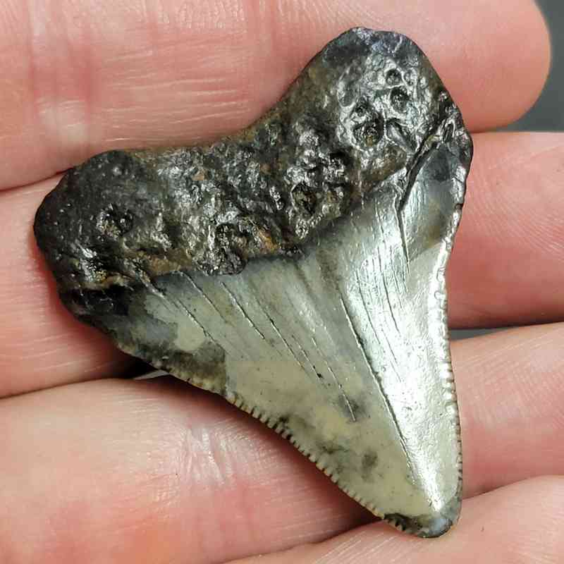 Megalodon Shark Tooth - STCOM1.5-69 - Image 3