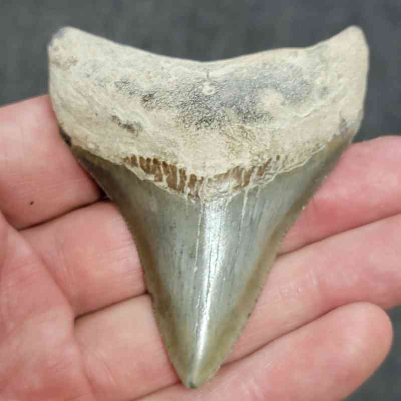 Megalodon Shark Tooth - STCOM3-15
