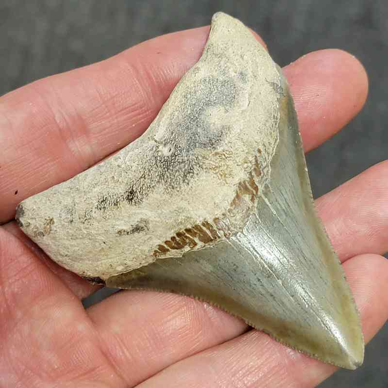 Megalodon Shark Tooth - STCOM3-15 - Image 2