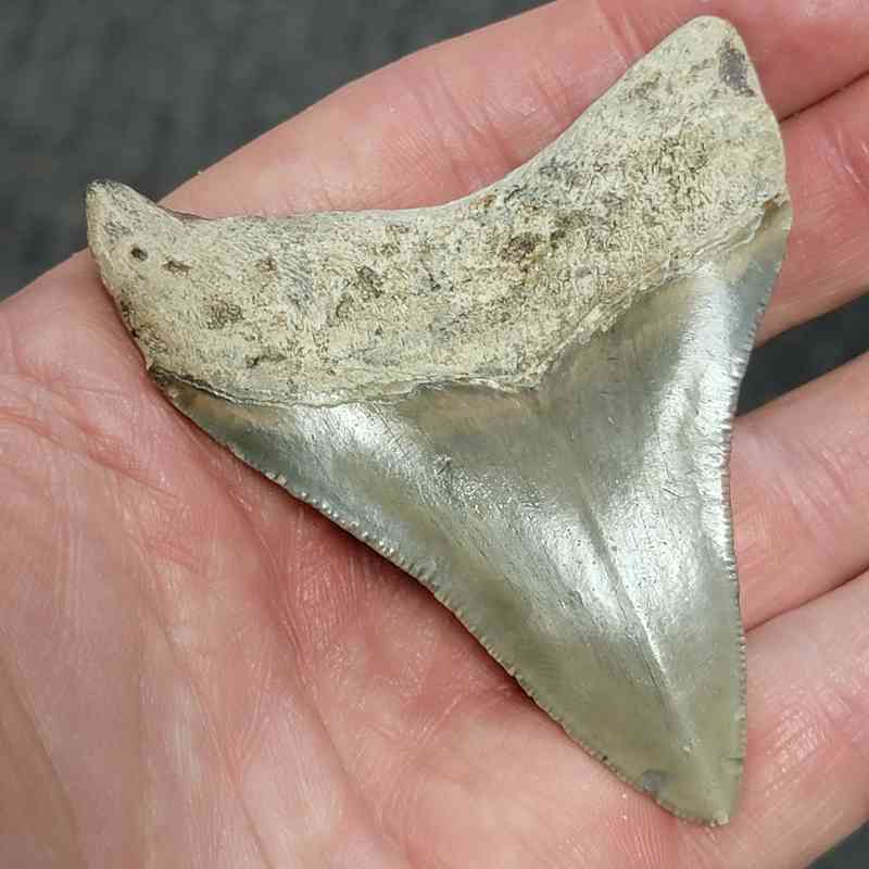 Megalodon Shark Tooth - STCOM3-15 - Image 3