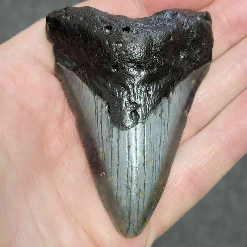 Megalodon Shark Tooth - STCOM3-8