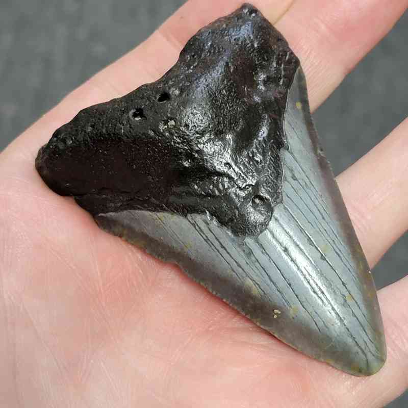 Megalodon Shark Tooth - STCOM3-8 - Image 2