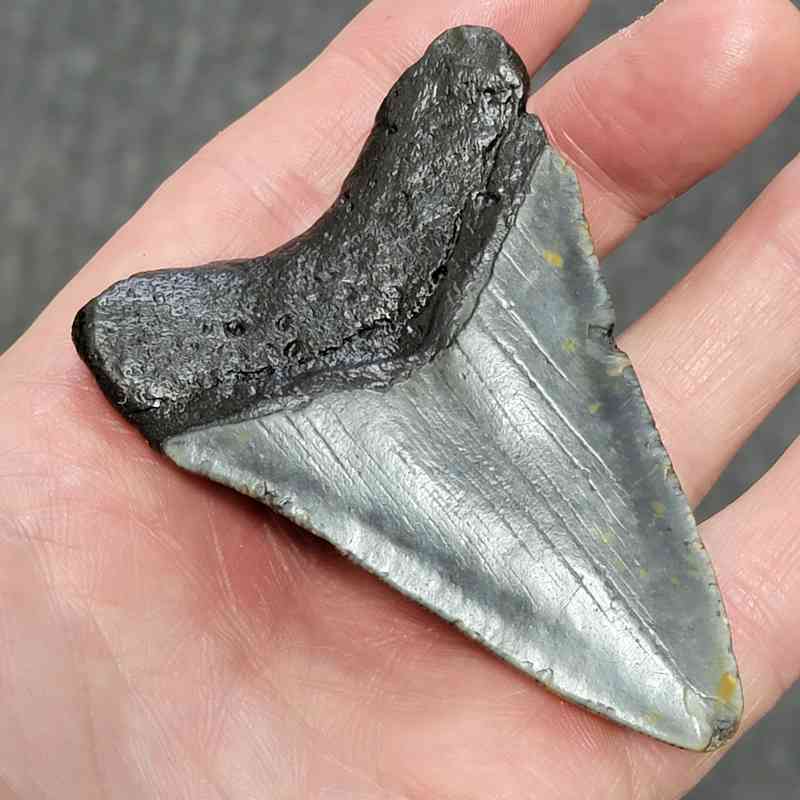 Megalodon Shark Tooth - STCOM3-8 - Image 3