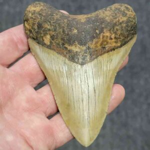 Megalodon Shark Tooth - STCOM4-1