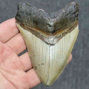 Megalodon Shark Tooth - STCOM4-12