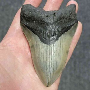 Megalodon Shark Tooth - STCOM4-14