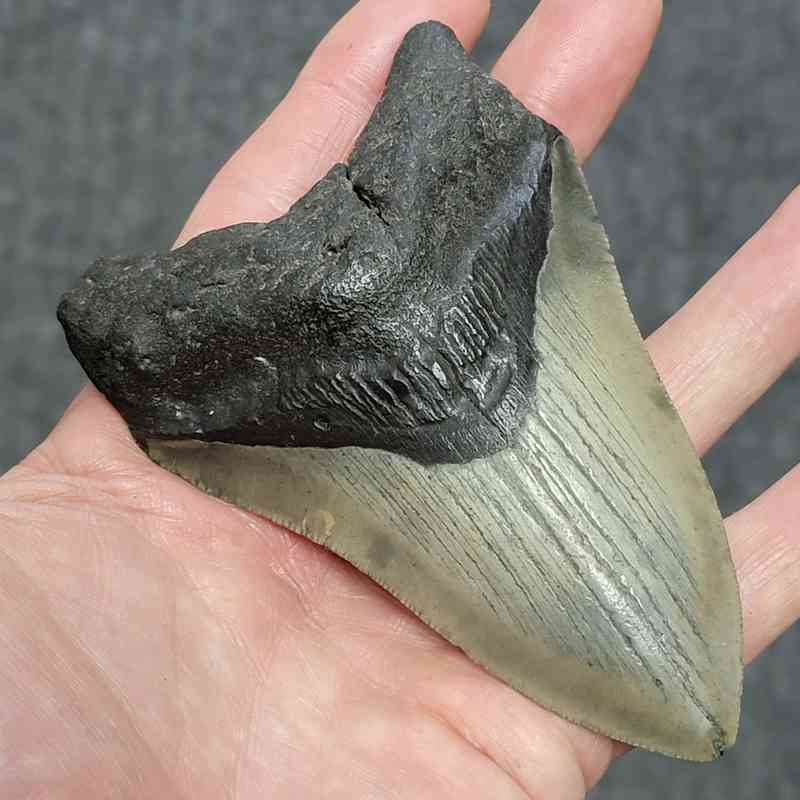 Megalodon Shark Tooth - STCOM4-14 - Image 2