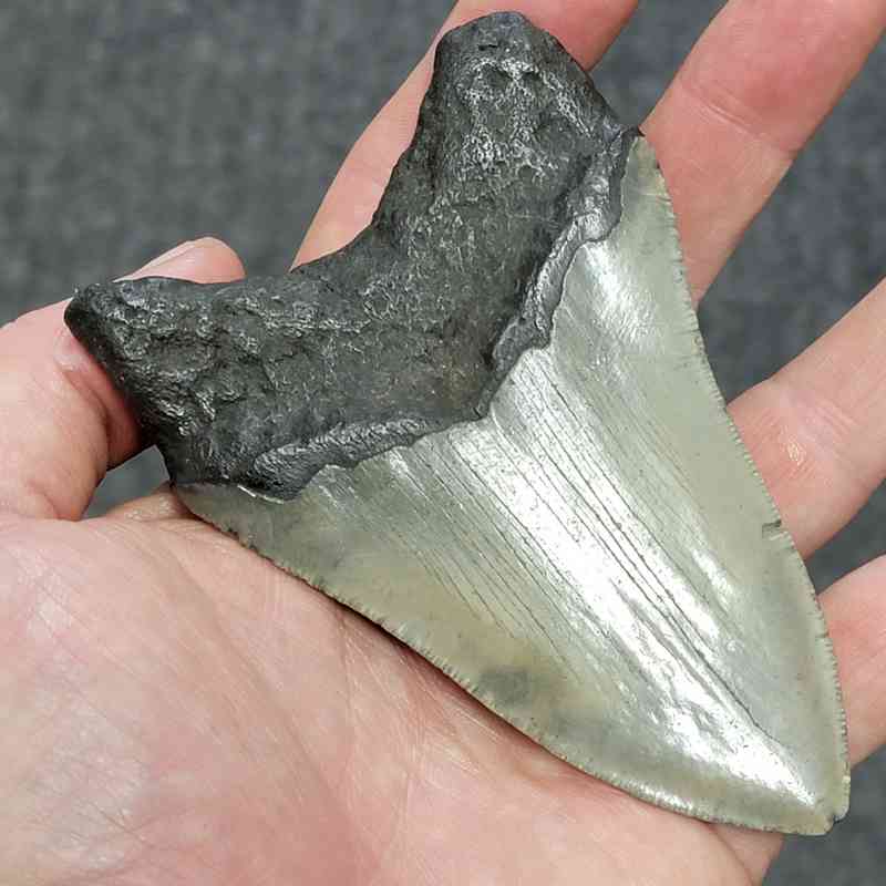 Megalodon Shark Tooth - STCOM4-14 - Image 3