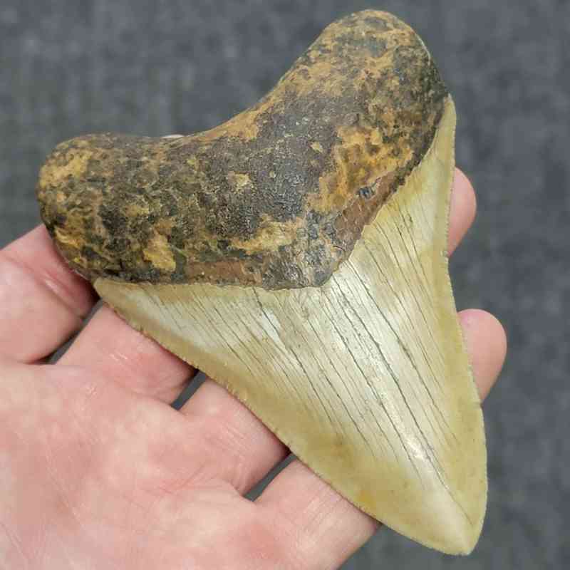 Megalodon Shark Tooth - STCOM4-1 - Image 2