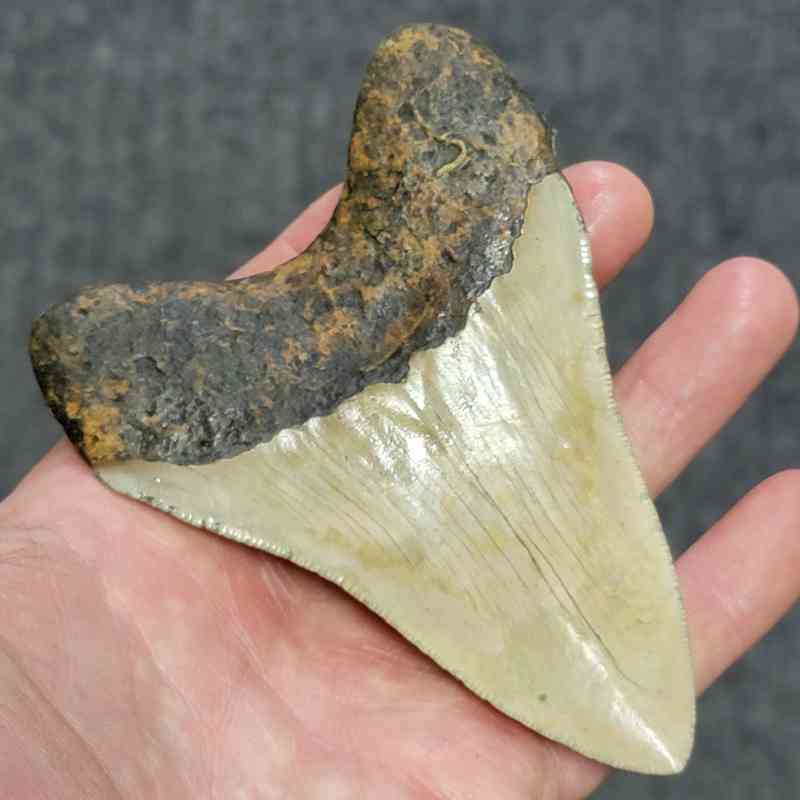 Megalodon Shark Tooth - STCOM4-1 - Image 3