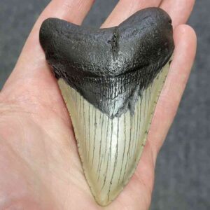 Megalodon Shark Tooth - STCOM4-28