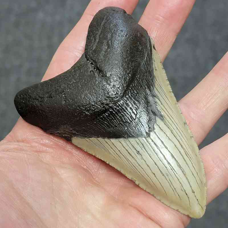 Megalodon Shark Tooth - STCOM4-28 - Image 2