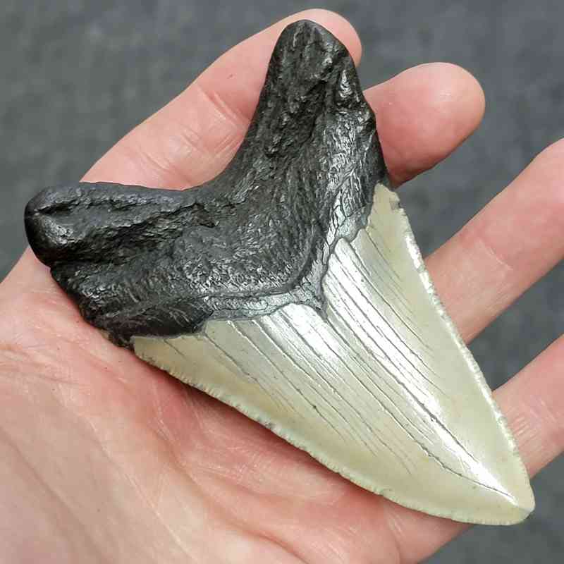 Megalodon Shark Tooth - STCOM4-28 - Image 3