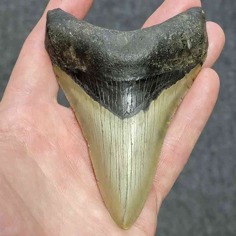 Megalodon Shark Tooth - STCOM4-31