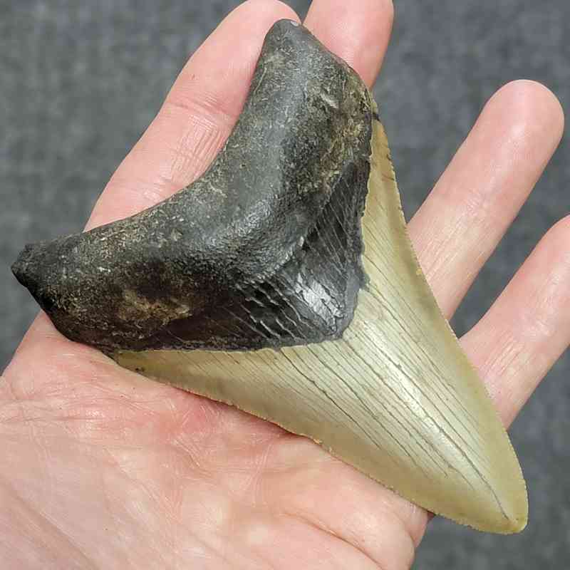 Megalodon Shark Tooth - STCOM4-31 - Image 2