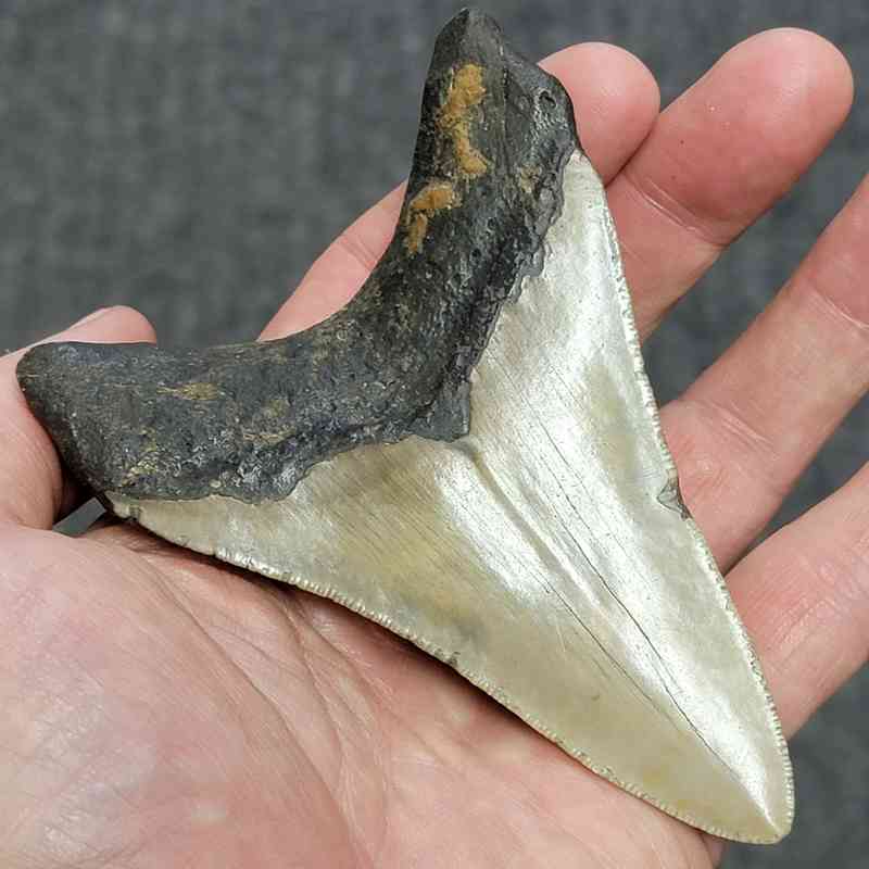 Megalodon Shark Tooth - STCOM4-31 - Image 3