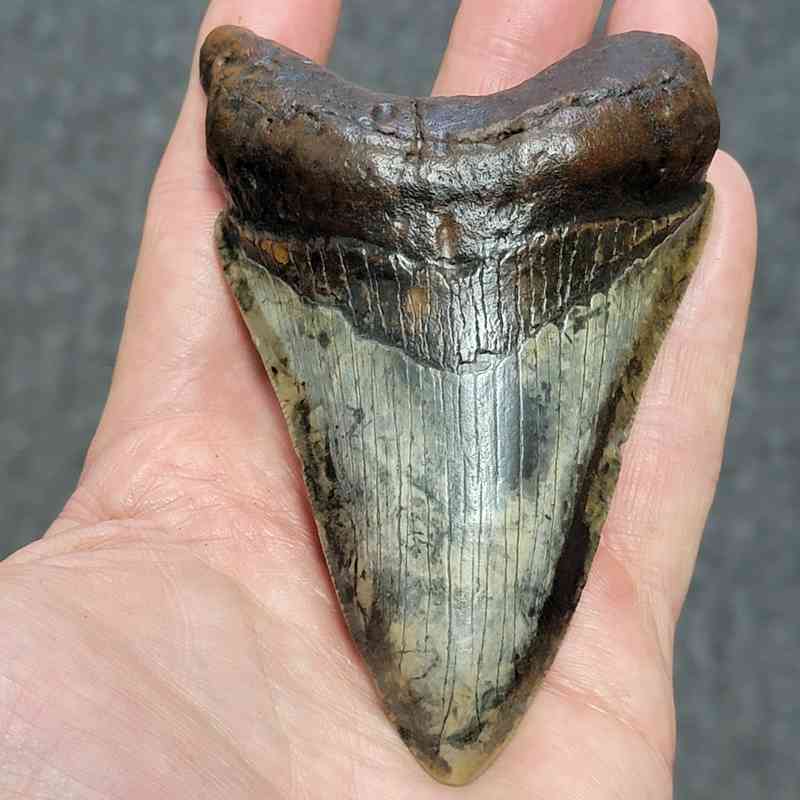 Megalodon Shark Tooth - STCOM4-33