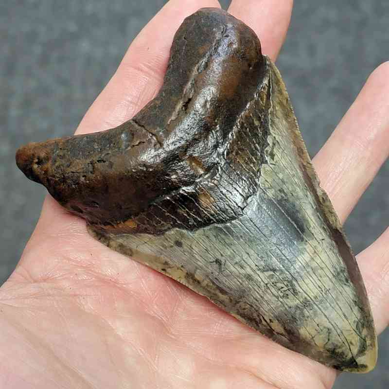 Megalodon Shark Tooth - STCOM4-33 - Image 2