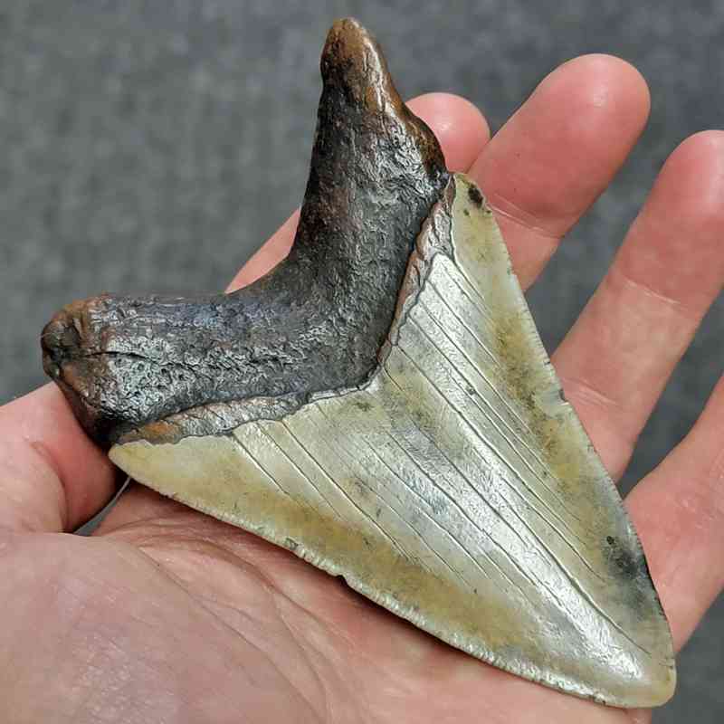 Megalodon Shark Tooth - STCOM4-33 - Image 3