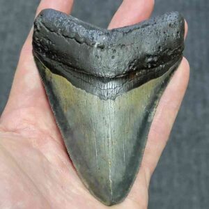 Megalodon Shark Tooth - STCOM4-42